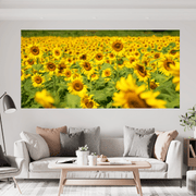 Girasoli