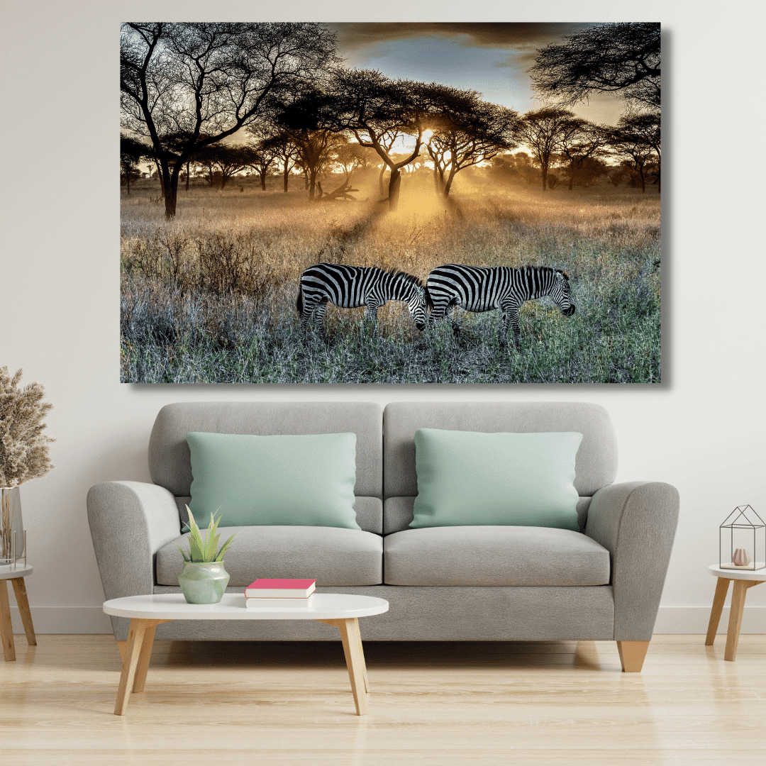 Zebre in Africa